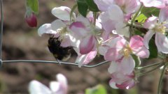 Apfelbl Hummel (FILEminimizer).JPG